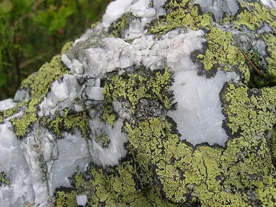 Yellow map lichen; World map lichen