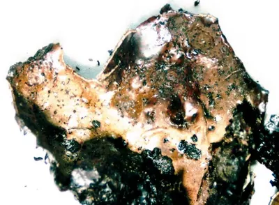 Blackened toadskin lichen