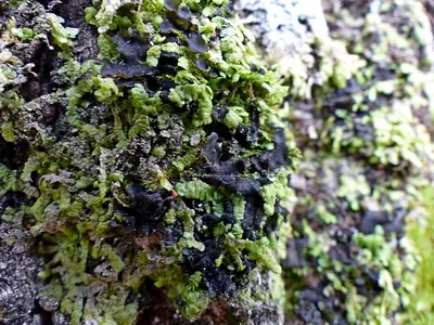 Saturn skin lichen