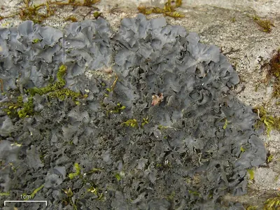 Blue jellyskin
