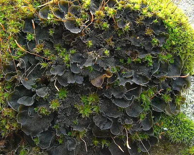 Leptochidium lichen