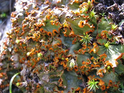 Chocolate chip lichen