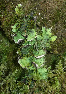 Felt lichen