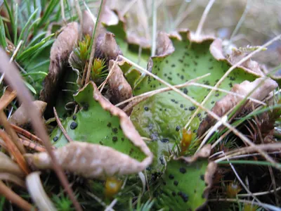 Felt lichen