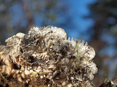 Felt lichen