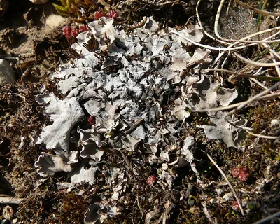 Field dog-lichen;   Felt lichen