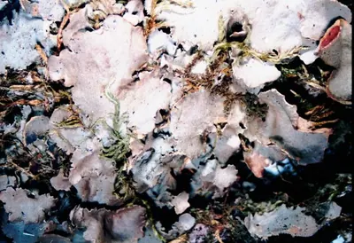 Pimpled kidney lichen