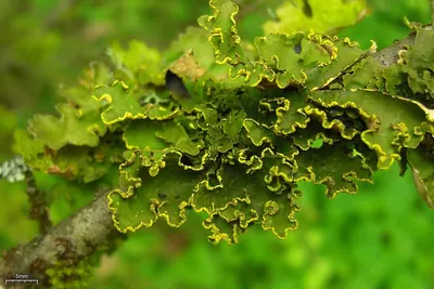 Green specklebelly lichen