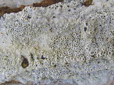 Barnacle lichen