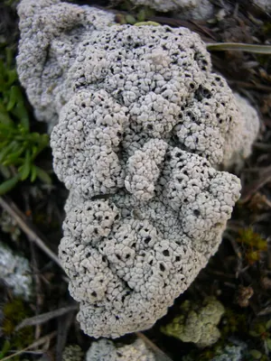 Cow pie lichen