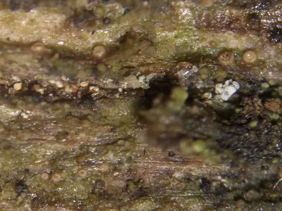 Absconditella lignicola