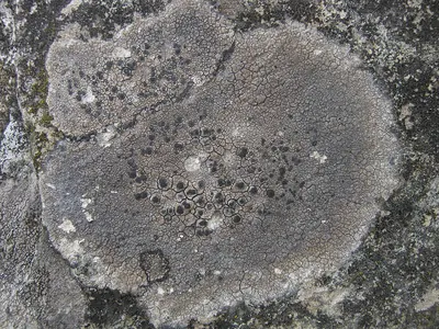 Lecidea lichen