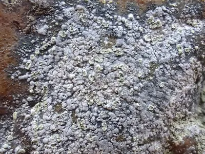 Porpidia lichen