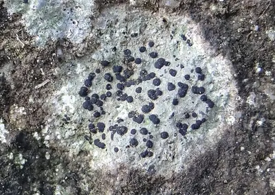 Crust porpidia lichen