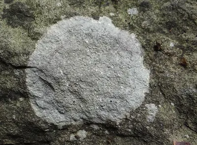 Porpidia lichen