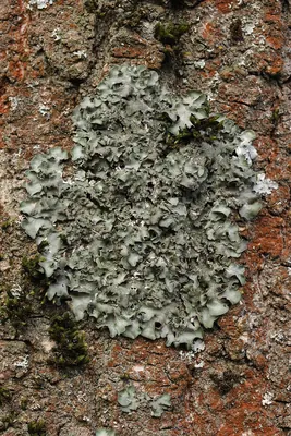 Pleurosticta acetabulum