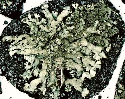Xanthoparmelia lichen