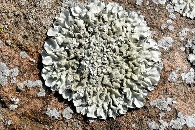 Mexican xanthoparmelia lichen