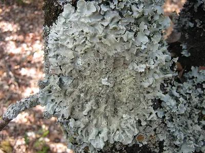 Punctelia