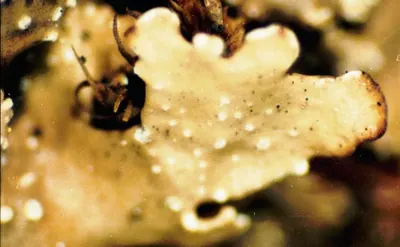 Punctelia