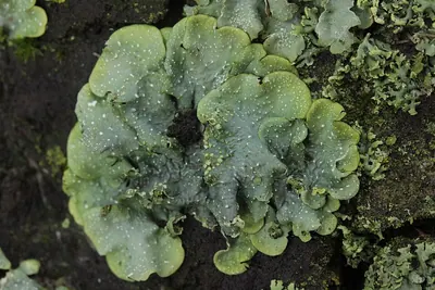 Punctelia
