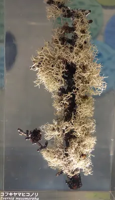 Boreal oakmoss lichen