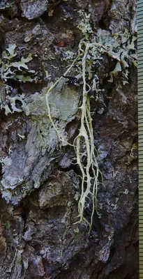 Ring lichen