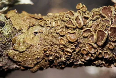 Brown-eyed camouflage lichen