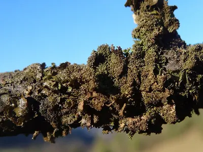 Elegant camouflage lichen