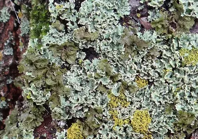 Melanohalea exasperatula