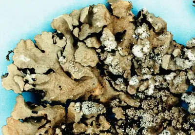 Powdery axil-bristle lichen