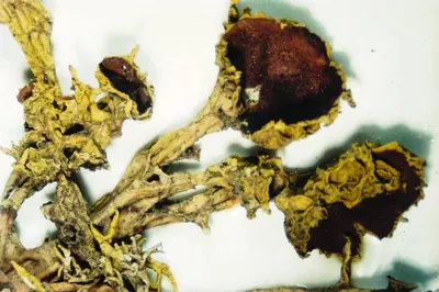 Wolf lichen