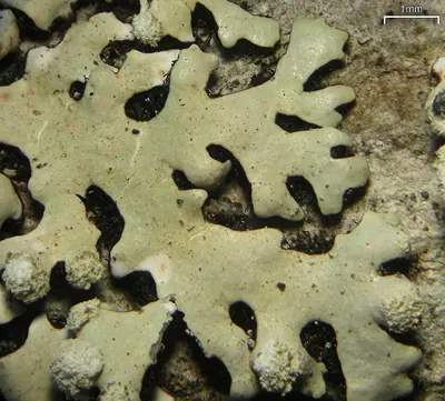 Hypotrachyna lichen