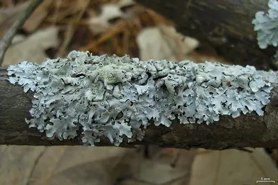 Hypotrachyna lichen