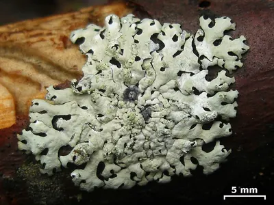 Hypotrachyna lichen