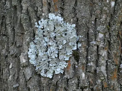 Hypotrachyna minarum
