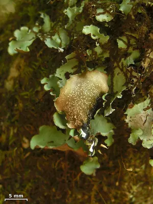 Giant shield lichen