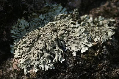 Shield lichen