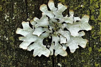 Hammered shield lichen