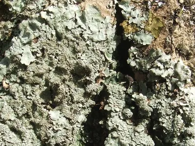 Parmelia ernstiae