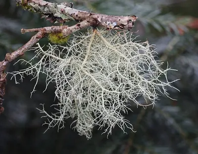 Beard lichen
