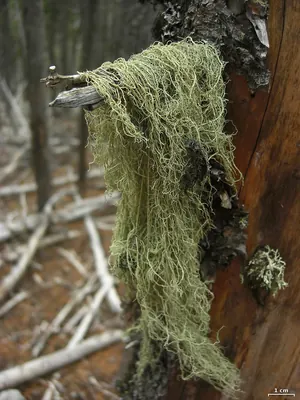 Beard lichen
