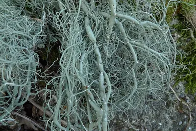 String-of-sausages lichen