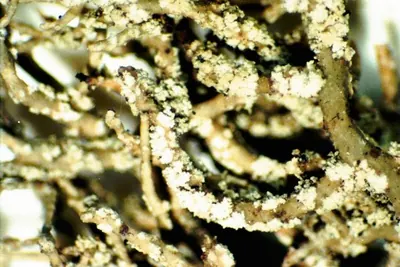 Bristly beard lichen; Shaggy beard lichen