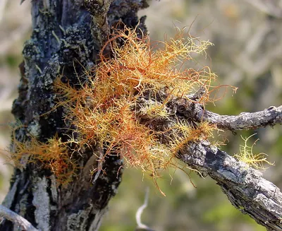 Beard lichen