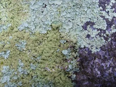Flavoparmelia soredians
