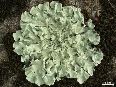 Common greenshield lichen