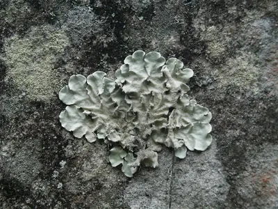 Parmotrema lichen