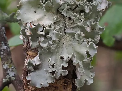 Pacific parmotrema lichen