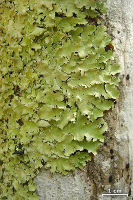 Sulfur parmotrema lichen